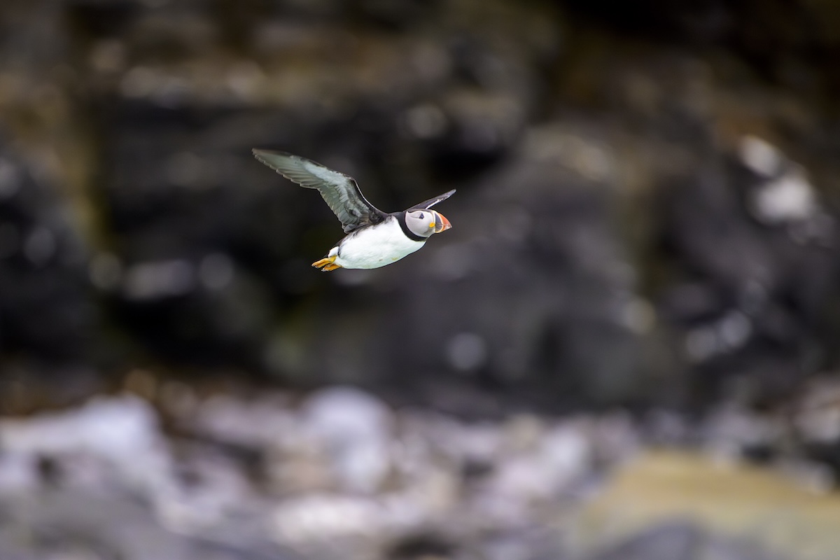 Four Arctic Islands | Ocean Albatros | IExpedition
