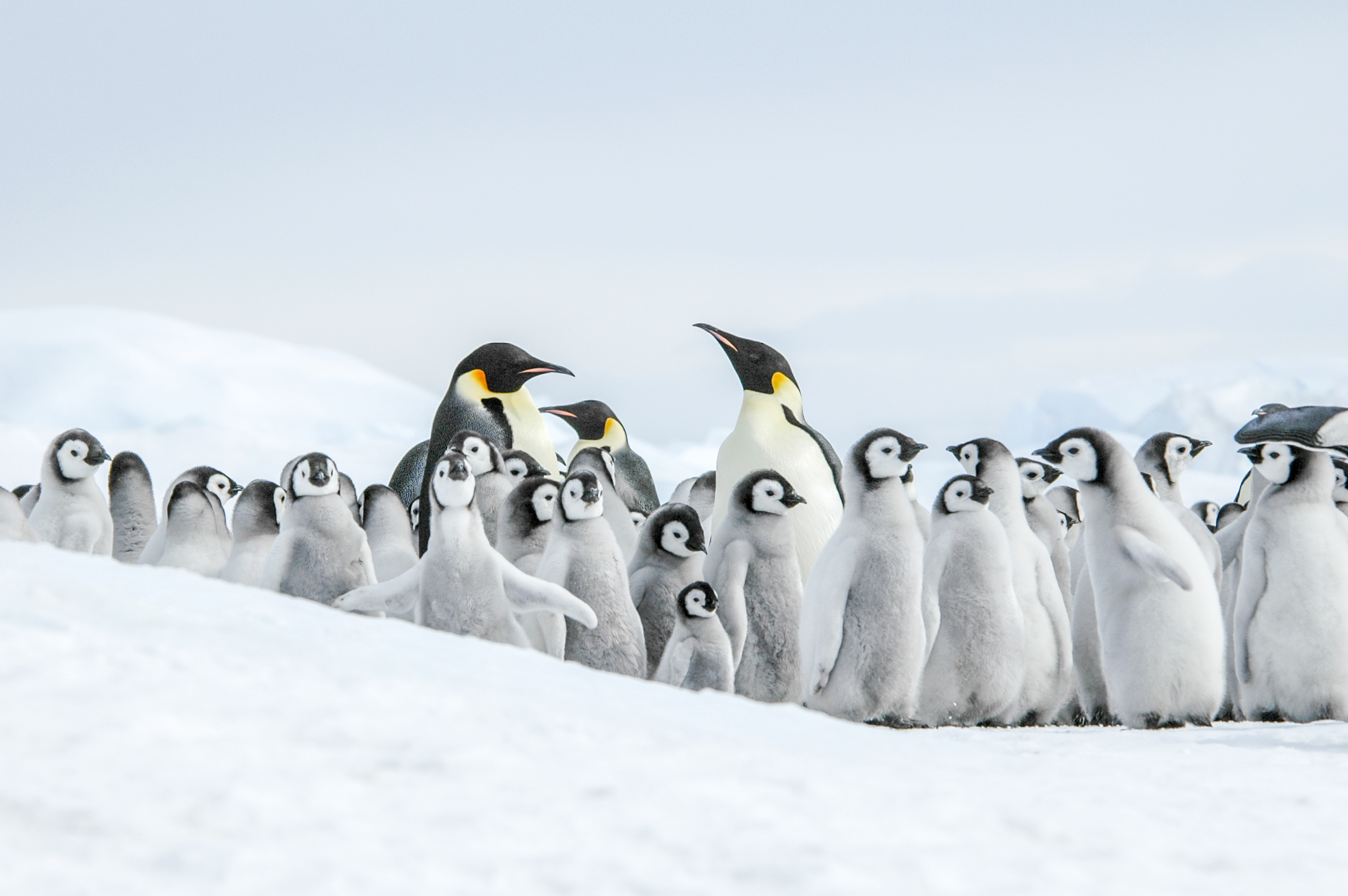 ortelius weddell sea antarctica cruise