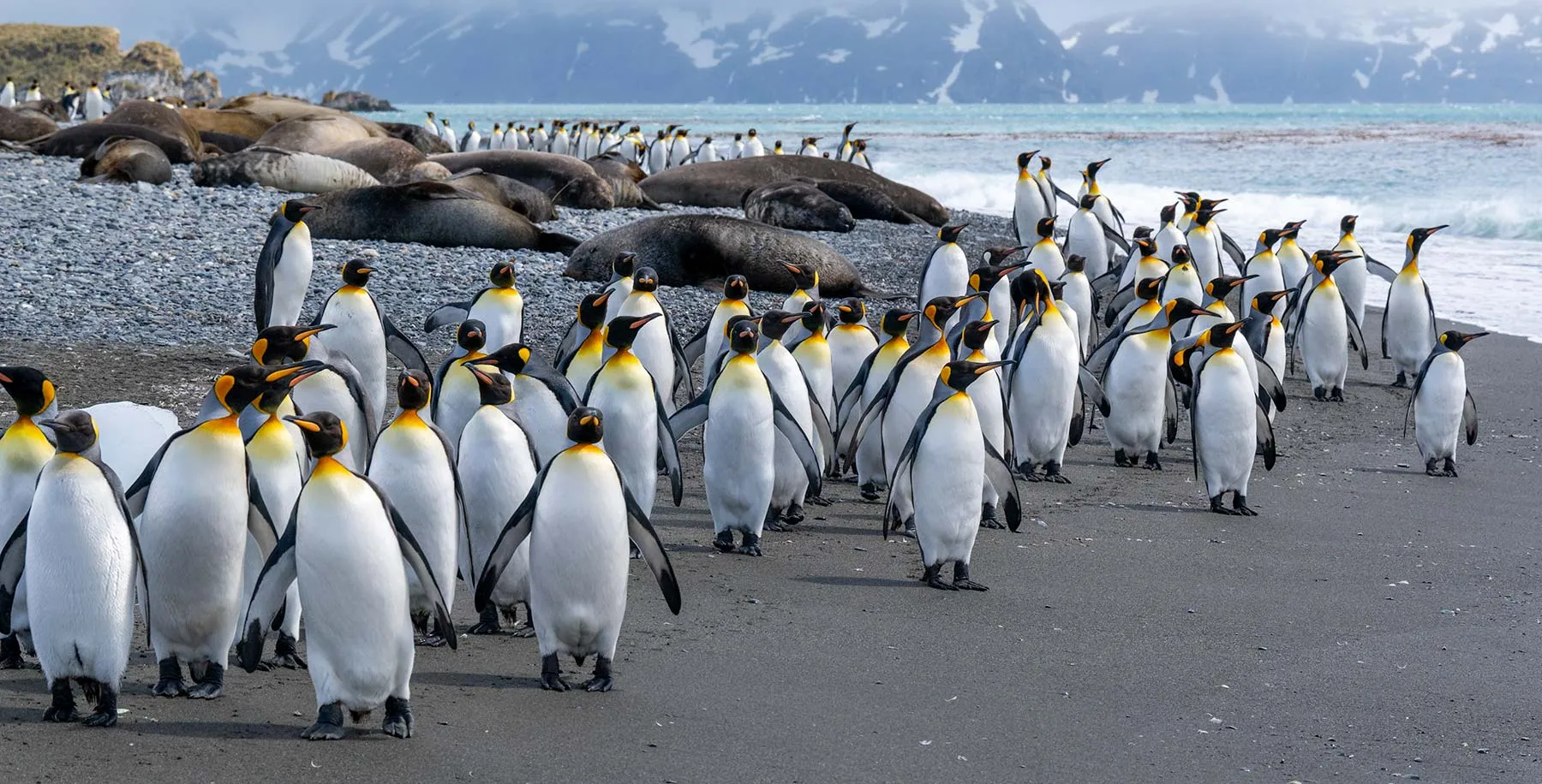 Ultimate New Year | Ocean Albatros | iExpedition