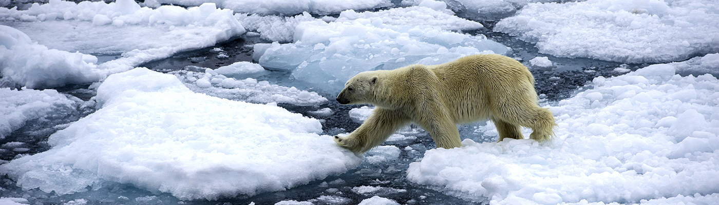 ocean adventure polar bear cruise