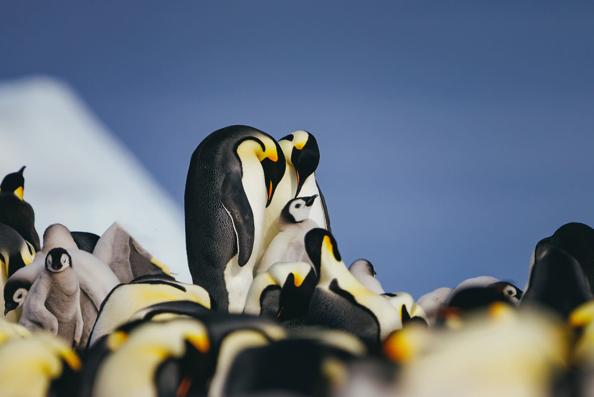 Emperor Penguins | Ultramarine | IExpedition