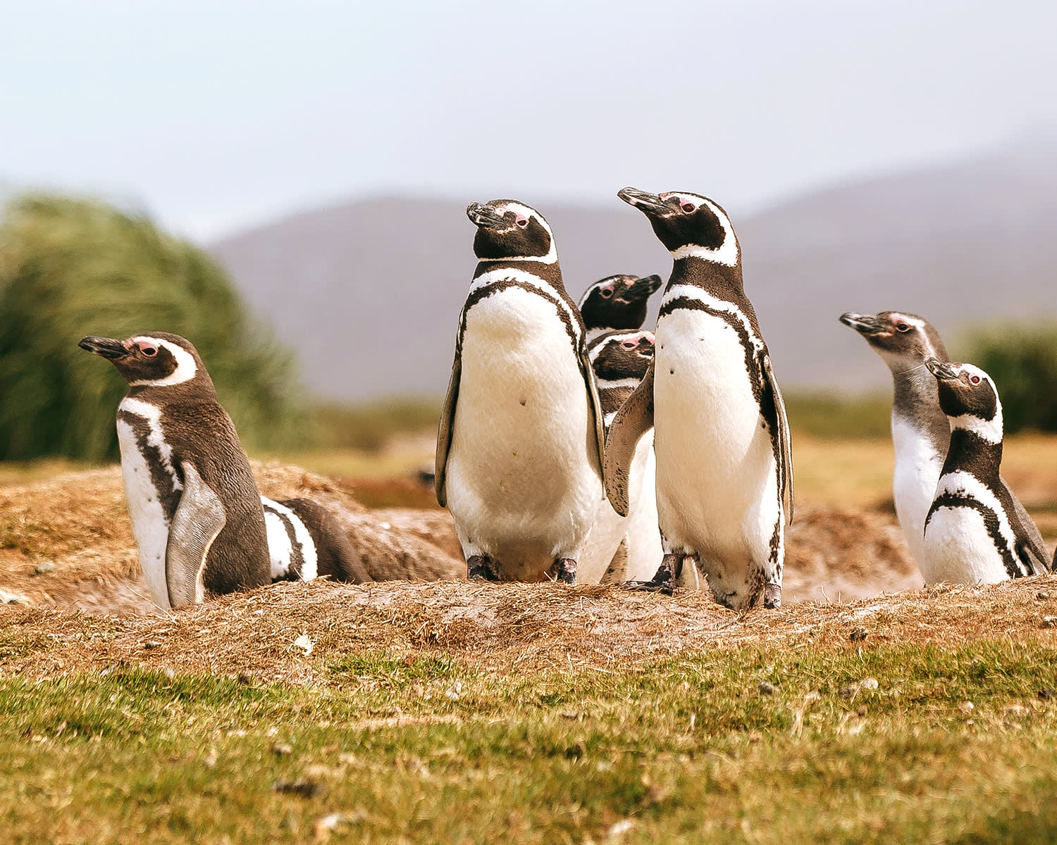 Penguins of the Far South Falklands | Ocean Explorer | iExpedition