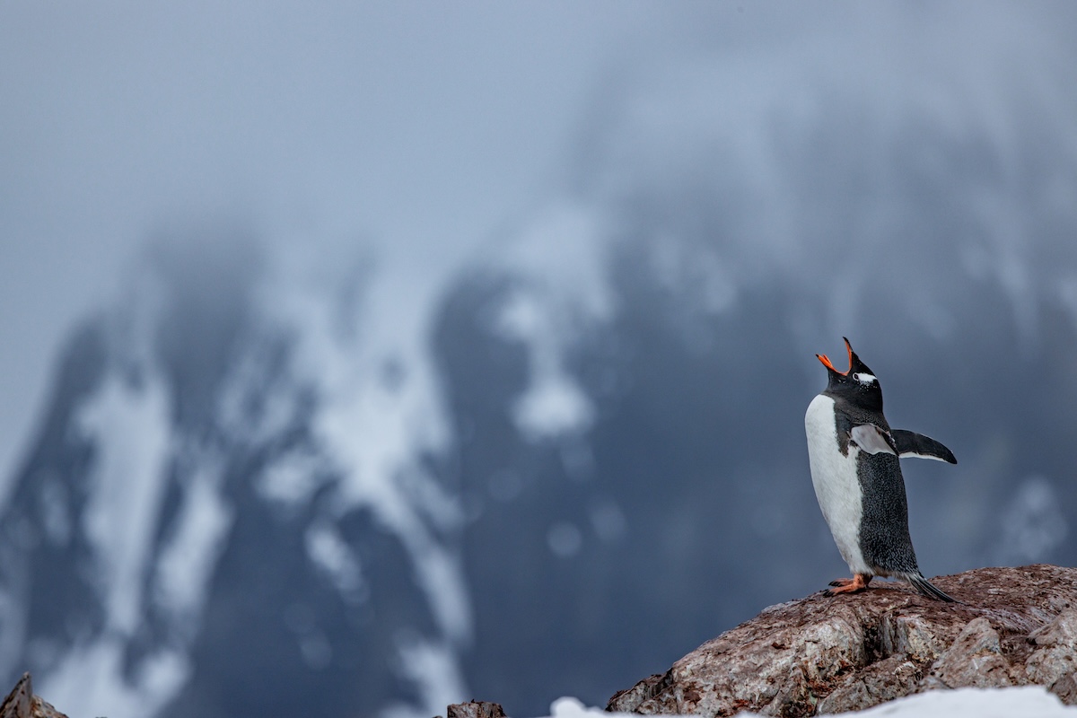 Celebrating New Year's in Antarctica | Ocean Nova | IExpedition