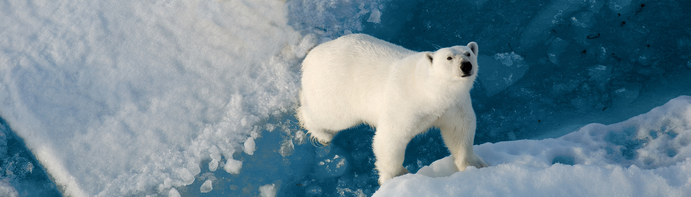 Spitsbergen cruise | Sea Spirit | iExpedition