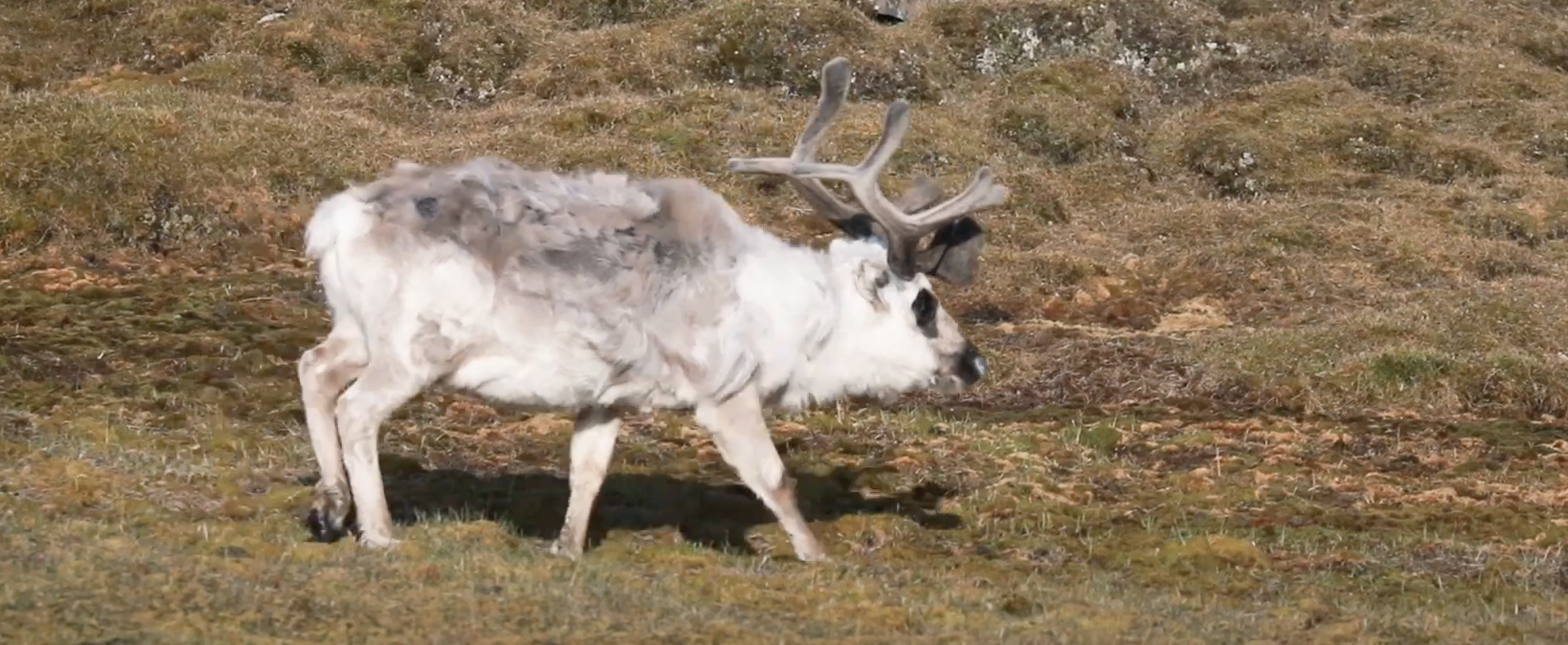 Best of Svalbard | Sea Spirit | IExpedition