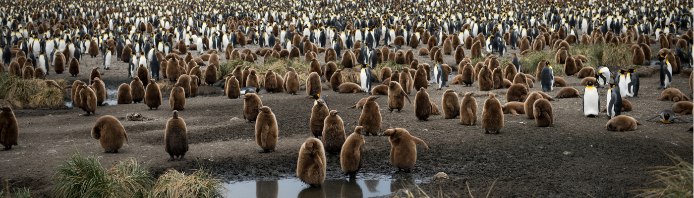 sea spirit south georgia and antarctica cruise