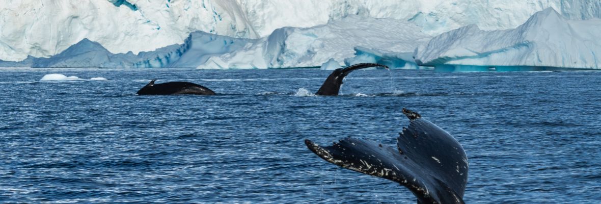 Antarctic Peninsula: An Explorer’s Expedition | Ocean Albatros | IExpedition
