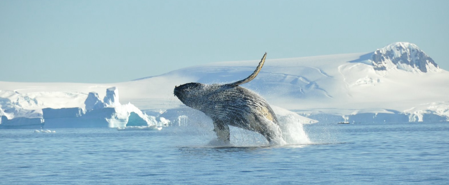plancius antarctica cruise