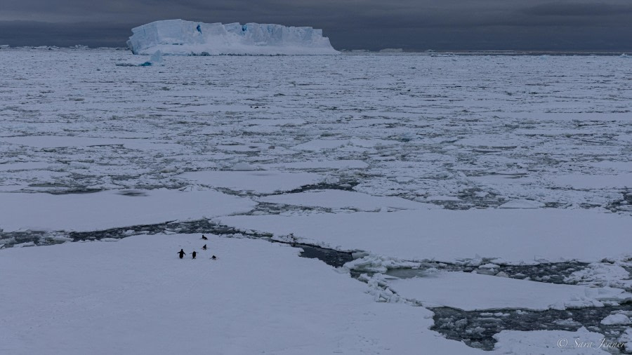 Weddell Sea Explorer | Plancius | IExpedition