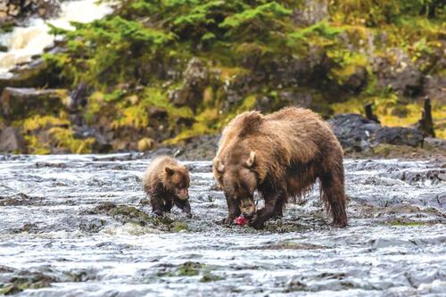 Bear