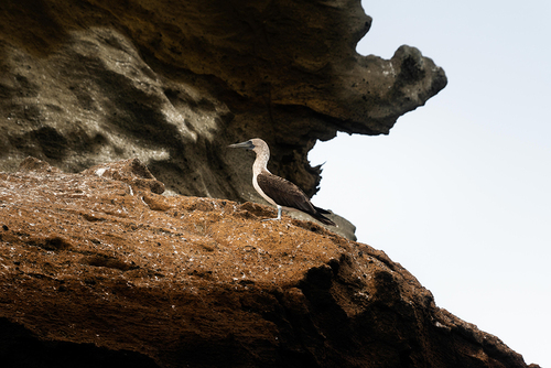 Aqua mare   bluefooted boobies  04