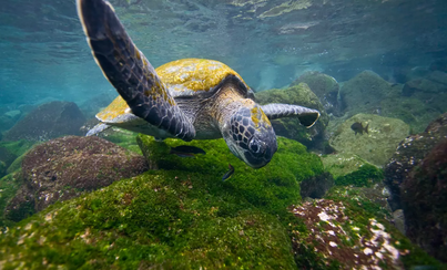 Wild Galápagos Escape | National Geographic Islander II | IExpedition