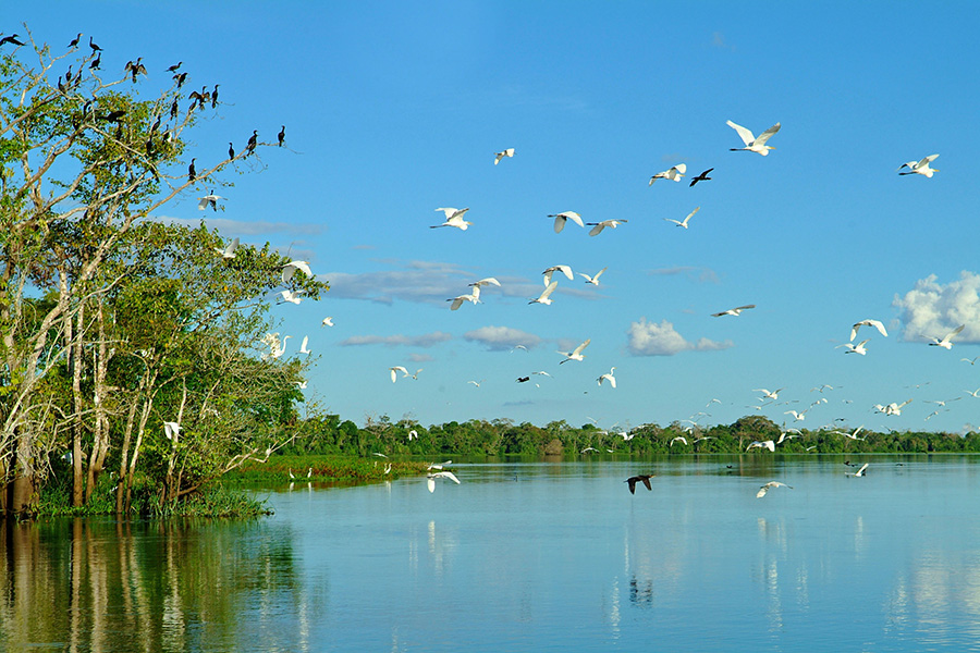 Birds flying high resolution