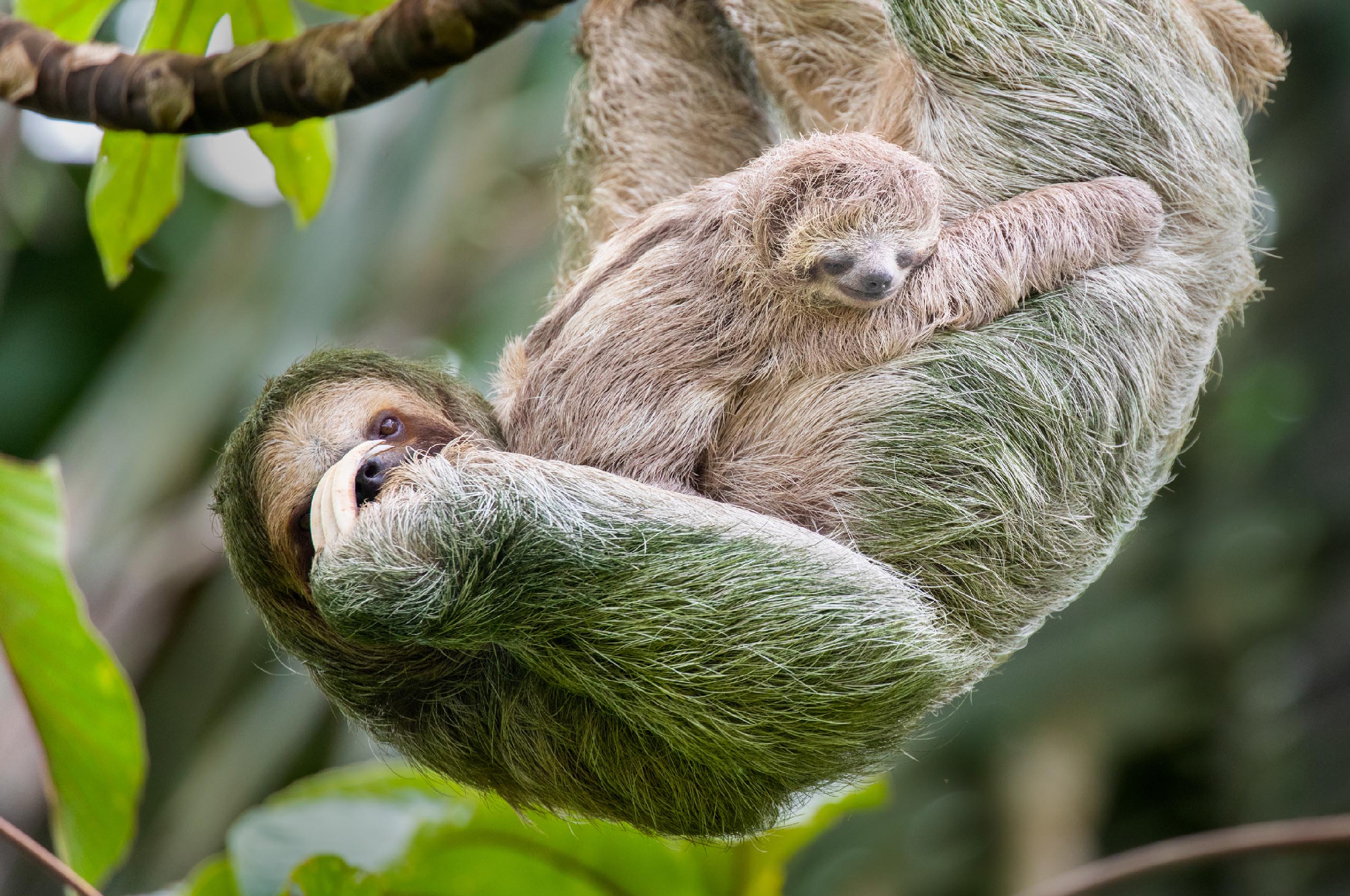 Sloth