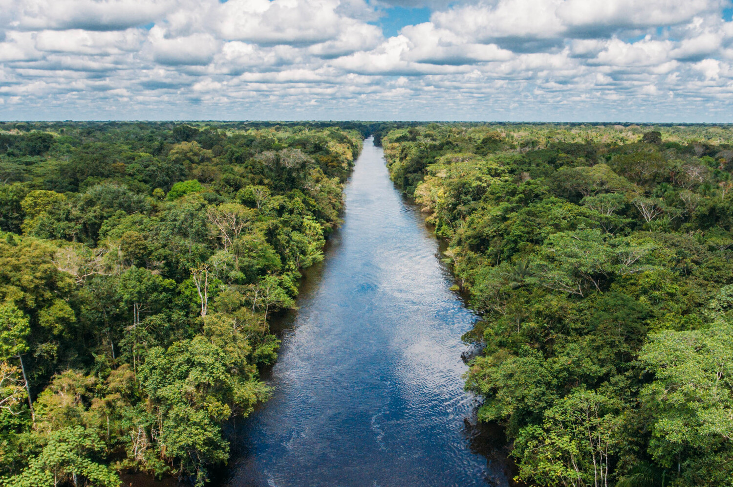 Amazon river landscape