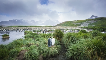 plancius south georgia and antarctica cruise