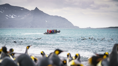 plancius south georgia and antarctica cruise