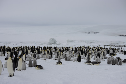 ortelius weddell sea antarctica cruise