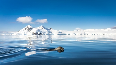 honidus antarctica cruise