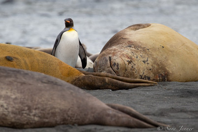 Remote Weddell Sea Explorer | Ortelius | IExpedition