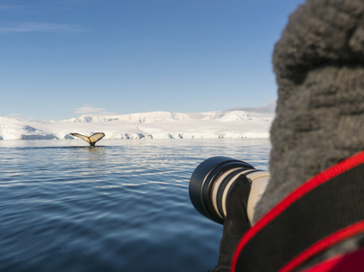 plancius antarctica cruise