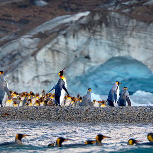 South Georgia, Falklands & Antarctic Odyssey | Sylvia Earle | iExpedition