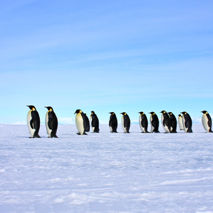 Antarctic Explorer Express | Greg Mortimer | iExpedition