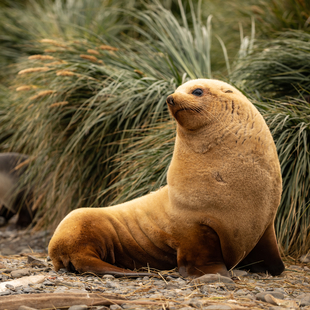 South Georgia, Falklands & Antarctic Odyssey | Greg Mortimer | iExpedition