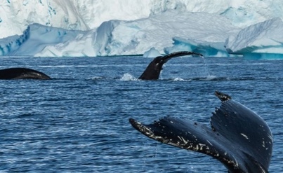 South Shetland Islands and Antarctic Peninsula | Ocean Albatros | IExpedition