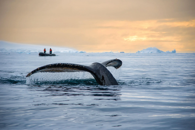 Quest for the Antarctic Circle | Endurance | IExpedition