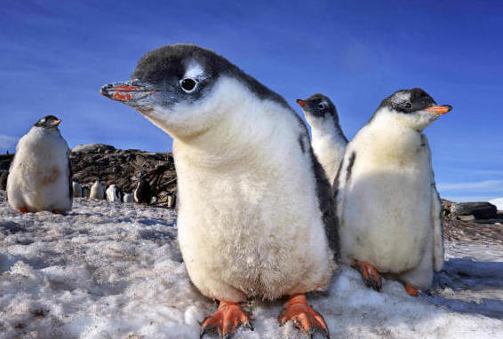 Penguin