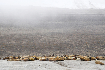 Polar bear cruise | Ortelius | iExpedition