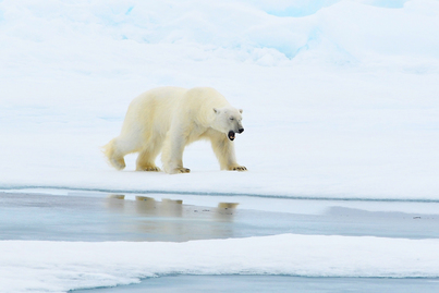 Polar bear cruise | Ortelius | iExpedition