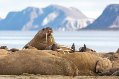 Svalbard Explorer | Ultramarine | IExpedition