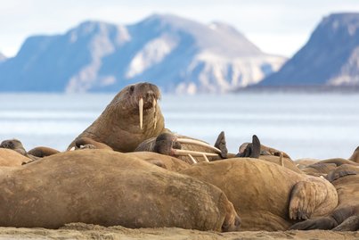 Svalbard Explorer | Ocean Explorer | IExpedition