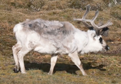 Best of Svalbard | Sea Spirit | IExpedition