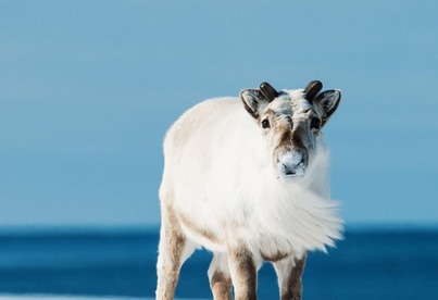 Svalbard Adventure | M/S Sjøveien | IExpedition