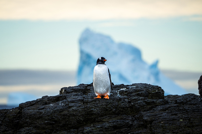Antarctic Peninsula: Fly the Drake | Douglas Mawson | iExpedition