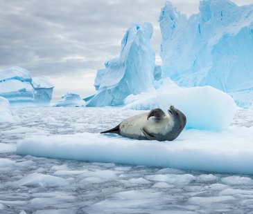 Antarctica & Falkland Expedition | Roald Amundsen | IExpedition