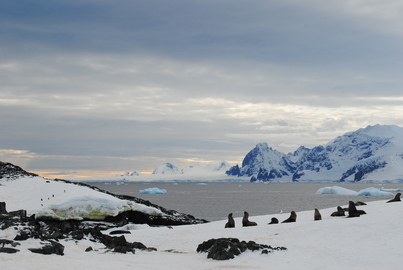 ortelius antarctic circle cruise