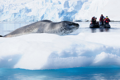 plancius antarctica cruise