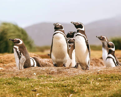 Penguins of the Far South Falklands | Ocean Explorer | iExpedition