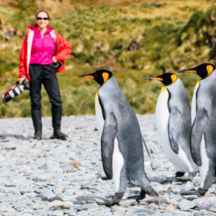 Galapagos of the Southern Ocean | Heritage Adventurer | iExpedition