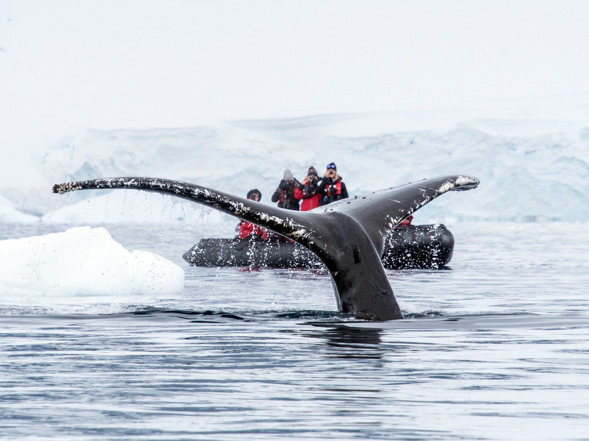 Charlotte bay antarctica whale polar latitudes