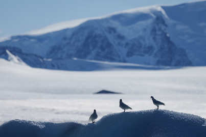 Polar Circle | Magellan Discoverer | IExpedition