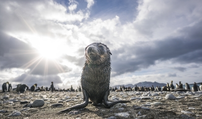 South Georgia & Antarctica | Plancius | iExpedition