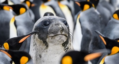 Falkland Islands, S Georgia & Antarctica | Ocean Albatros | IExpedition