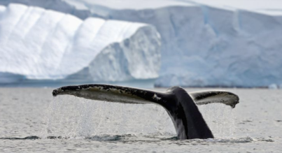 New Year’s Antarctic Circle Crossing | Ocean Victory | IExpedition