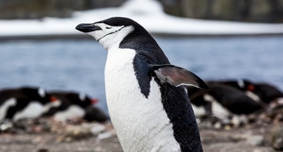 Antarctica Springs to Life | Ocean Victory | IExpedition