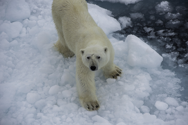 Arctic expedition polar bear ice   pol5264 lg rgb